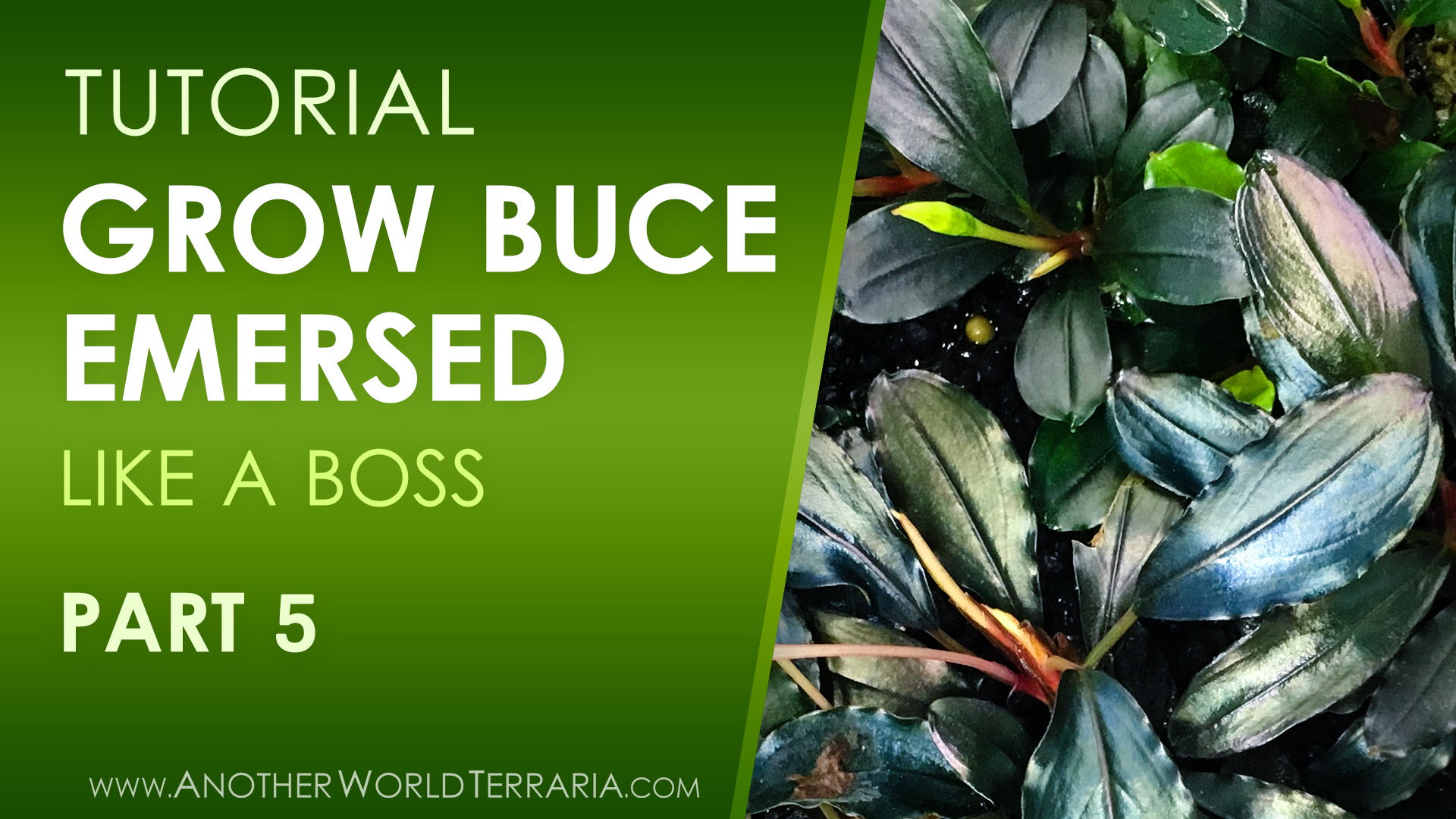 Grow Buce Emersed Like a Boss - Part 5