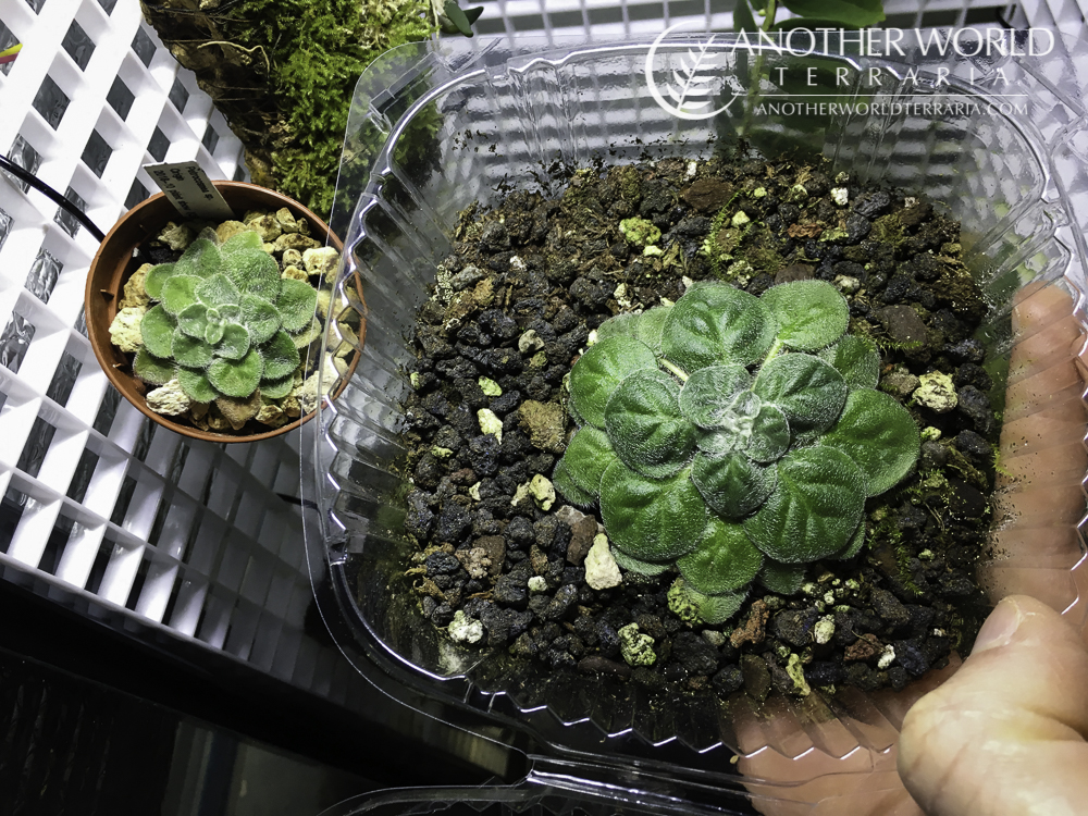 Two Petrocosmea plants in different containers
