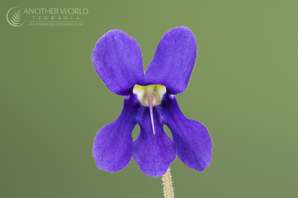 Bright purple Petrocosmea flower