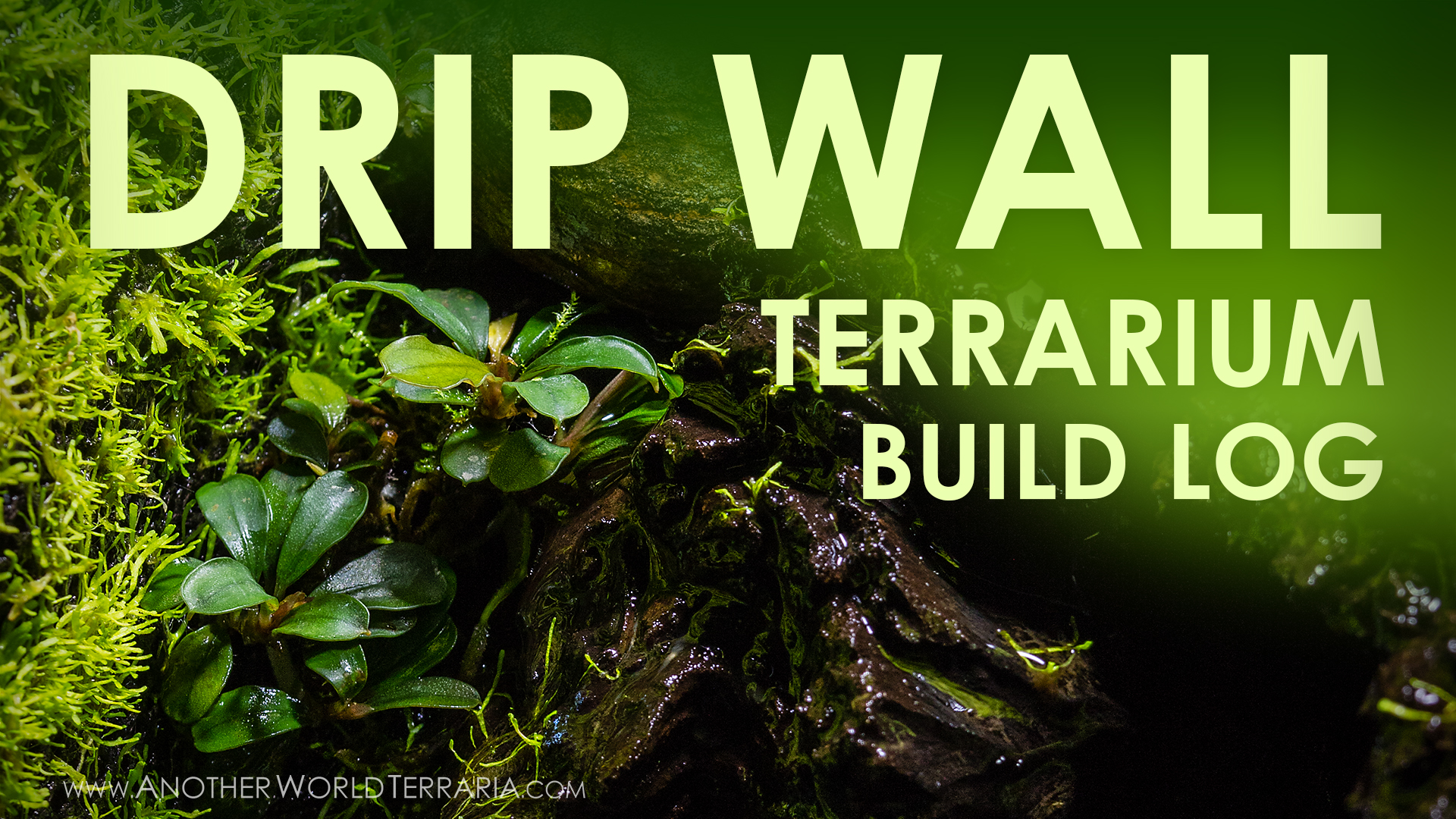 Drip Wall Terrarium Build Log