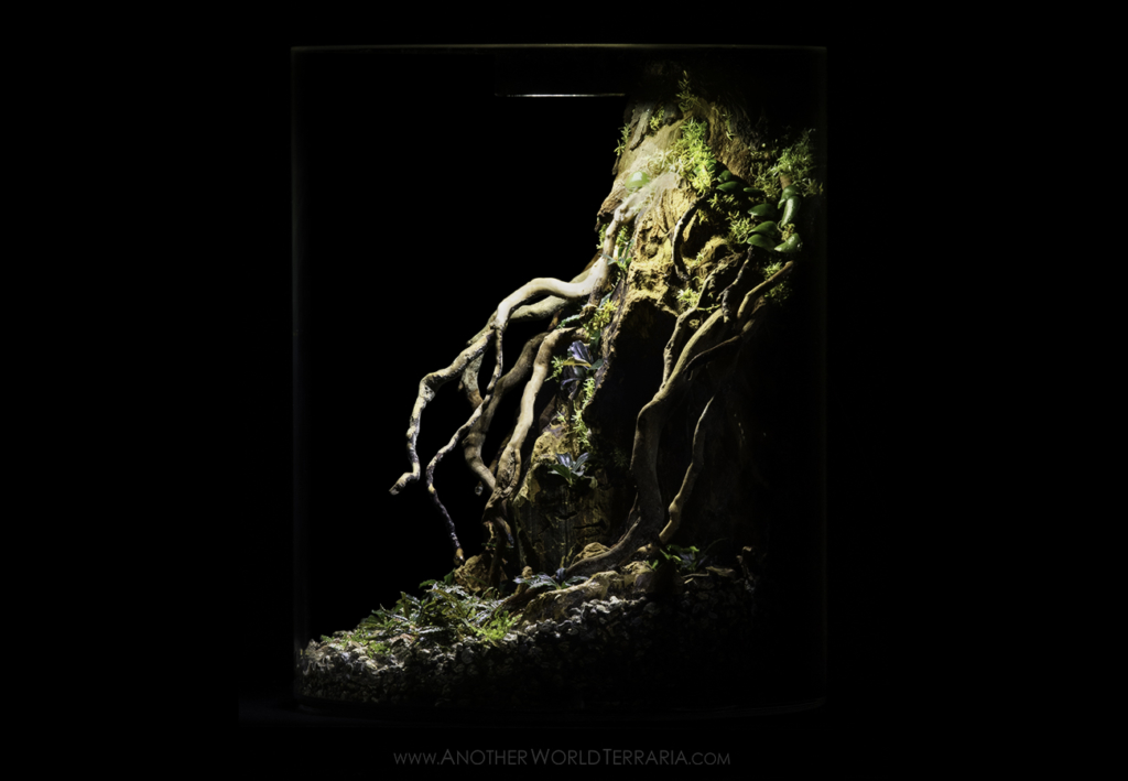 Buce Ravine Bucephalandra terrarium with rock and roots