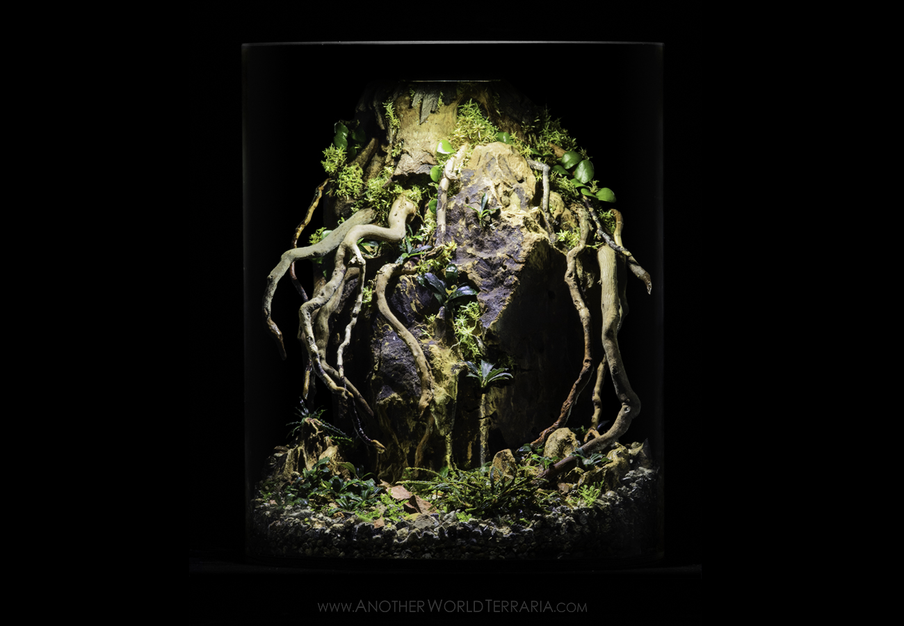 Buce Ravine Bucephalandra terrarium with rock and roots