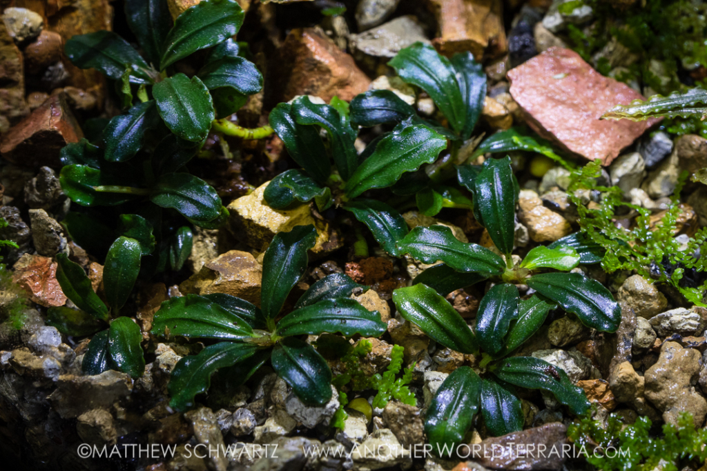 Mini Bucephalandra species in Buce Ravine terrarium