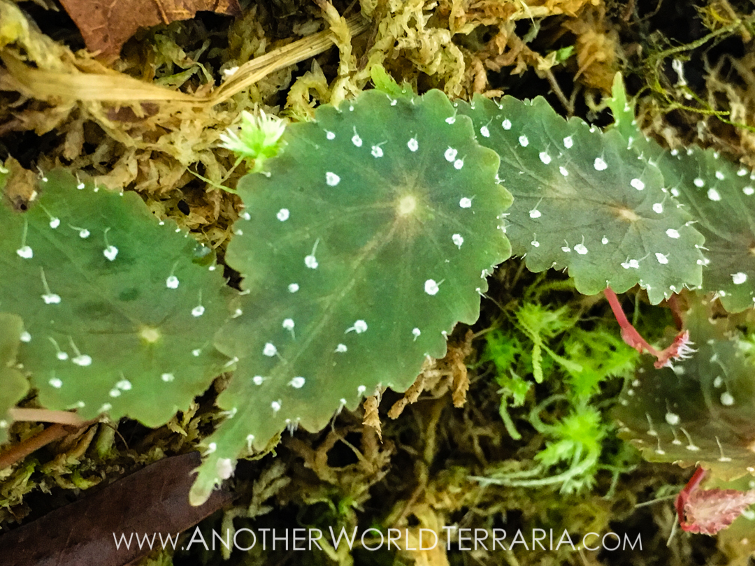 Begonia aff tropaeolifolia