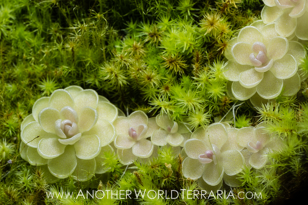 Pinguicula esseriana, and moss