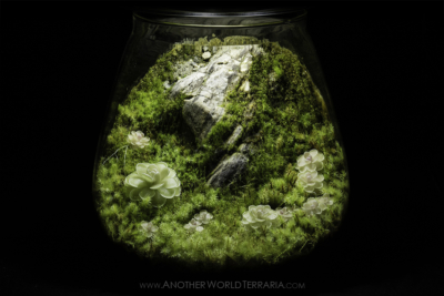 Cliffside Ping Jar Terrarium