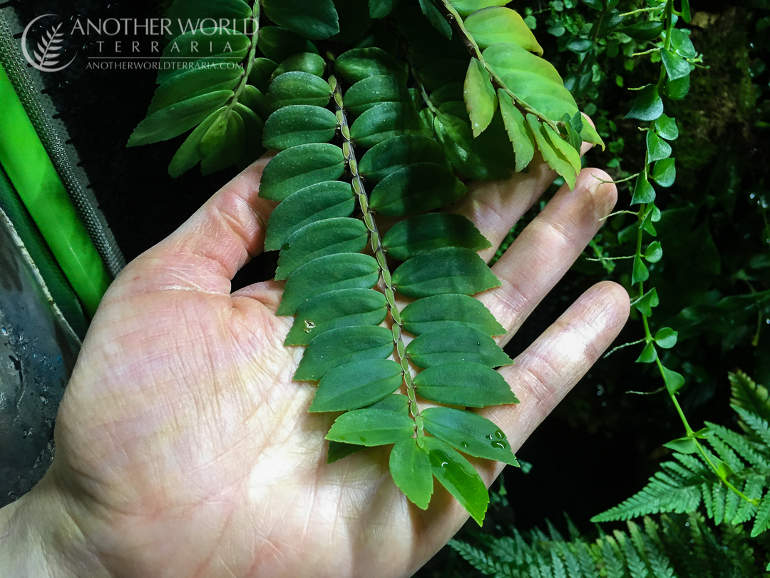 Elatostema sp. China, stem in hand for scale and detail