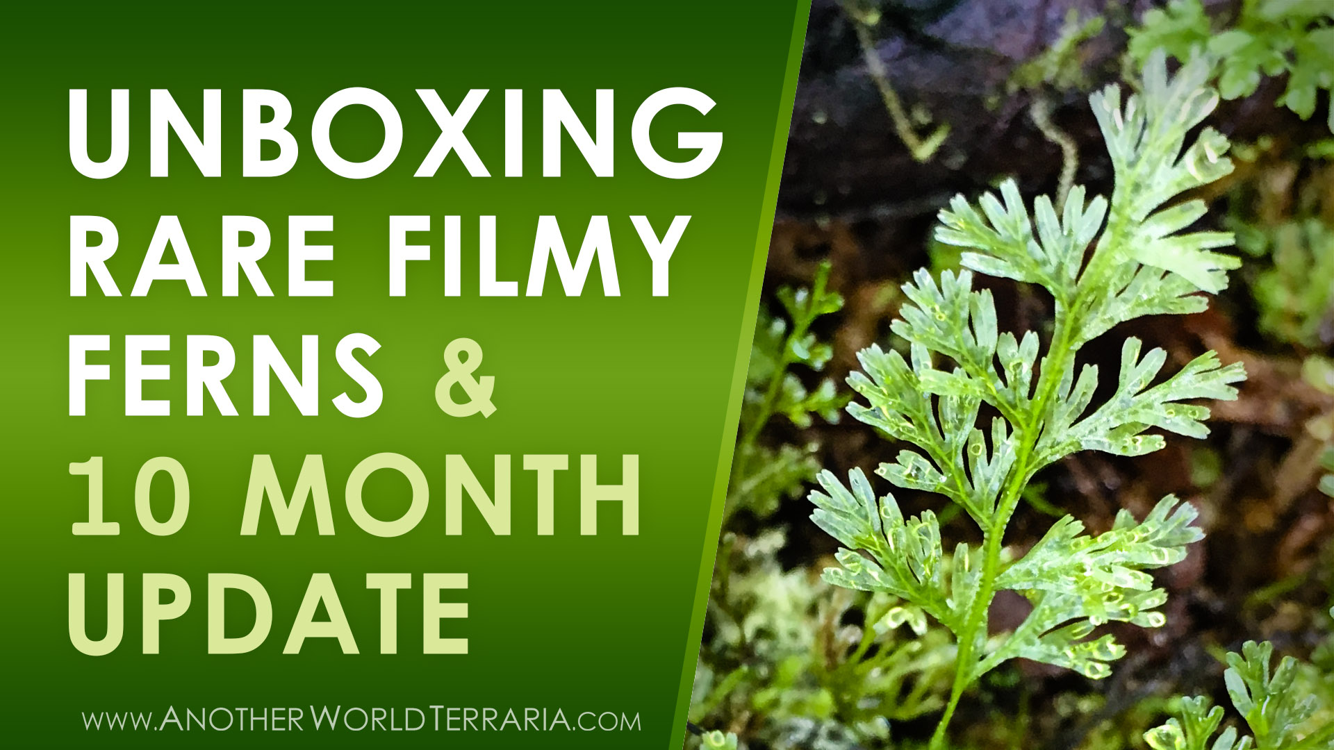 Unboxing rare filmy ferns plus 10 month growth update