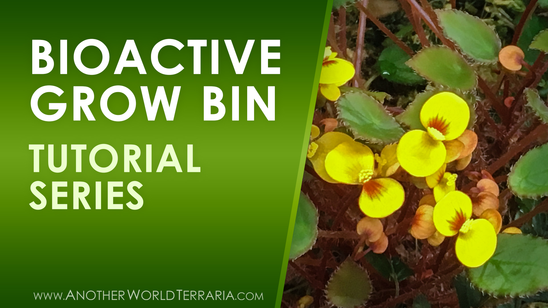 Bioactive Grow Bin Tutorial Series