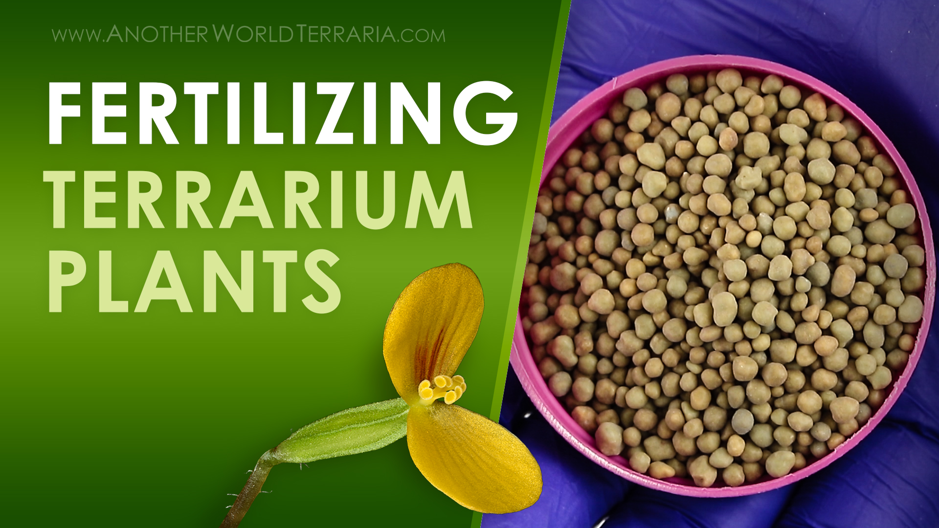 Fertilizing Terrarium Plants