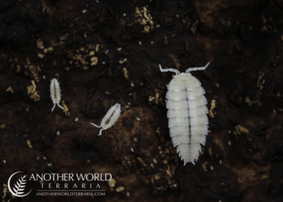 Dwarf White Isopods (Trichorhina tomentosa)