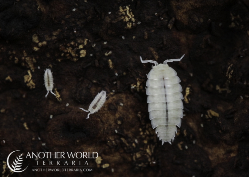 Dwarf White Isopods (Trichorhina tomentosa)