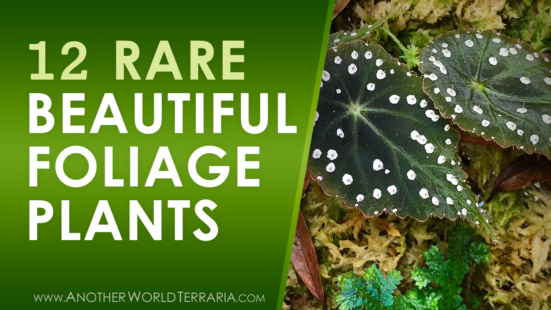 12 rare beautiful foliage plants