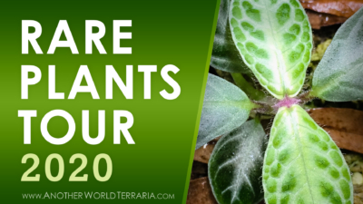 Rare Terrarium Plant Collection Tour 2020