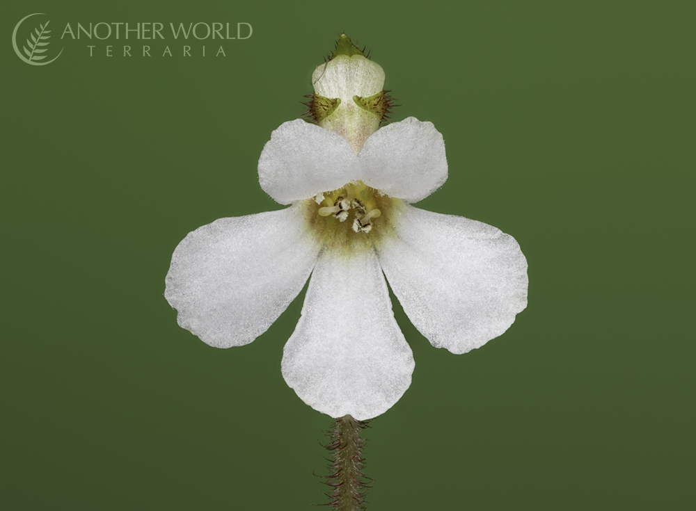 Reldia minutiflora flower close up