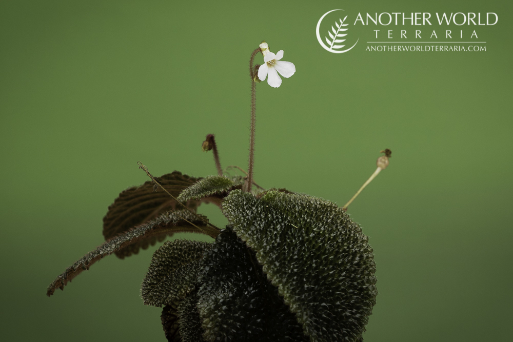 Reldia minutiflora in bloom