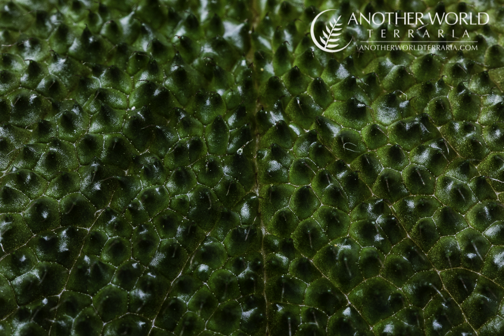 Reldia minutiflora leaf texture close up