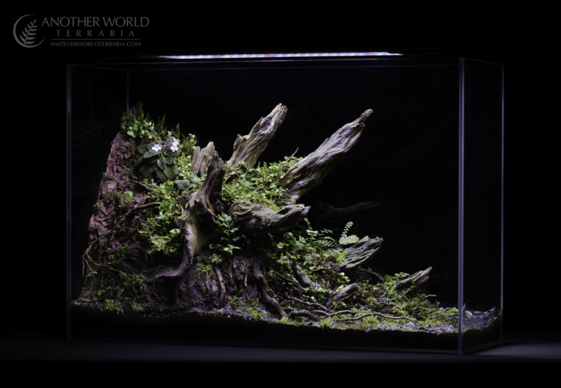 Crown Forest Terrarium