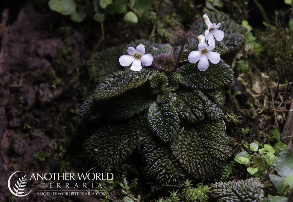 Reldia minutiflora in bloom