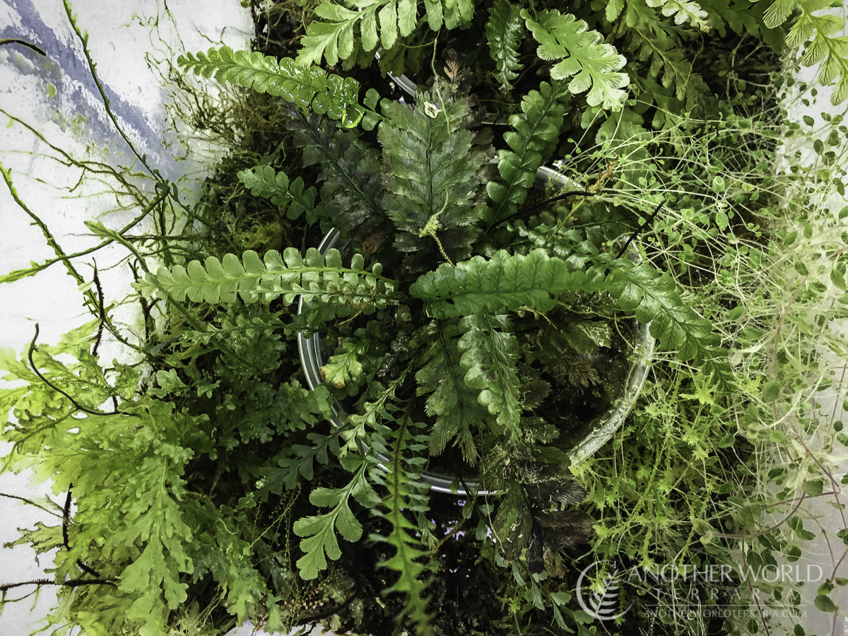 Cephalomanes javanicum in a filmy fern grow bin setup
