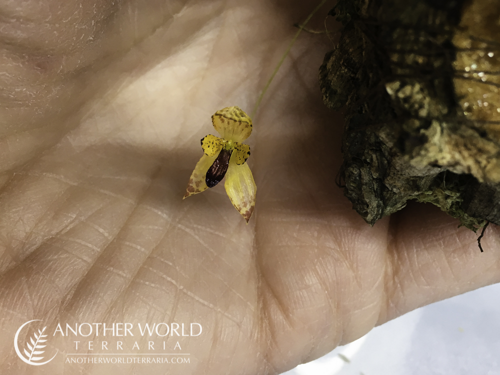 Bulbophyllum maquilingense - flower in hand for scale
