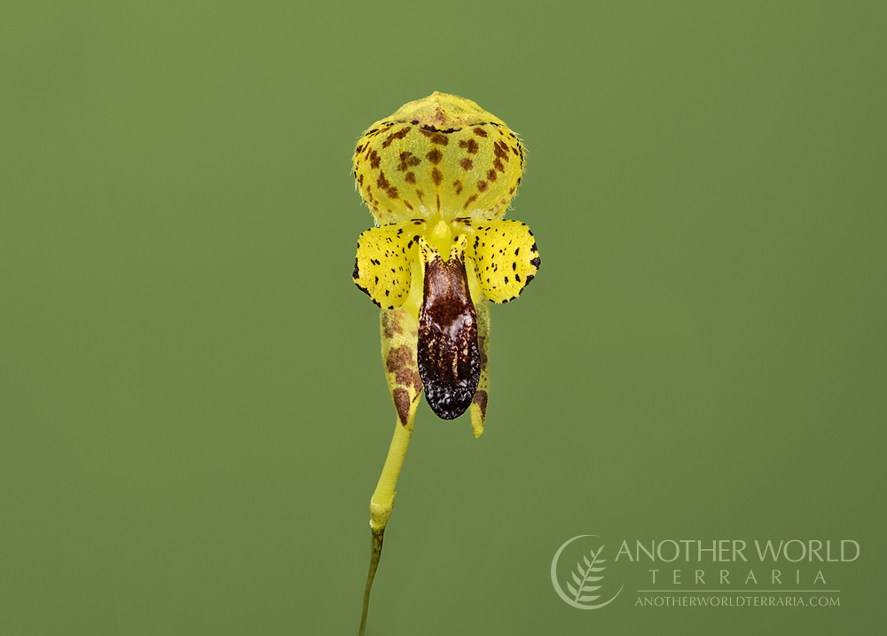 Bulbophyllum maquilingense - bloom close up
