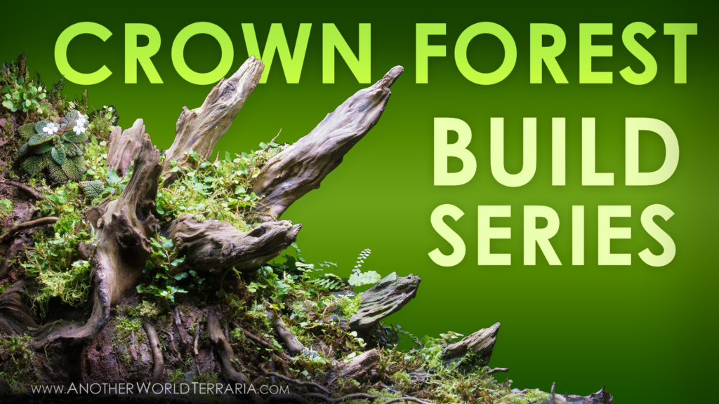 Crown Forest Terrarium Build Series