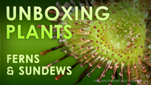 Unboxing plants - Ferns and Sundews