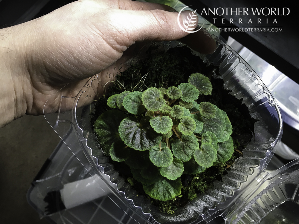 Begonia hoehneana in a deli container