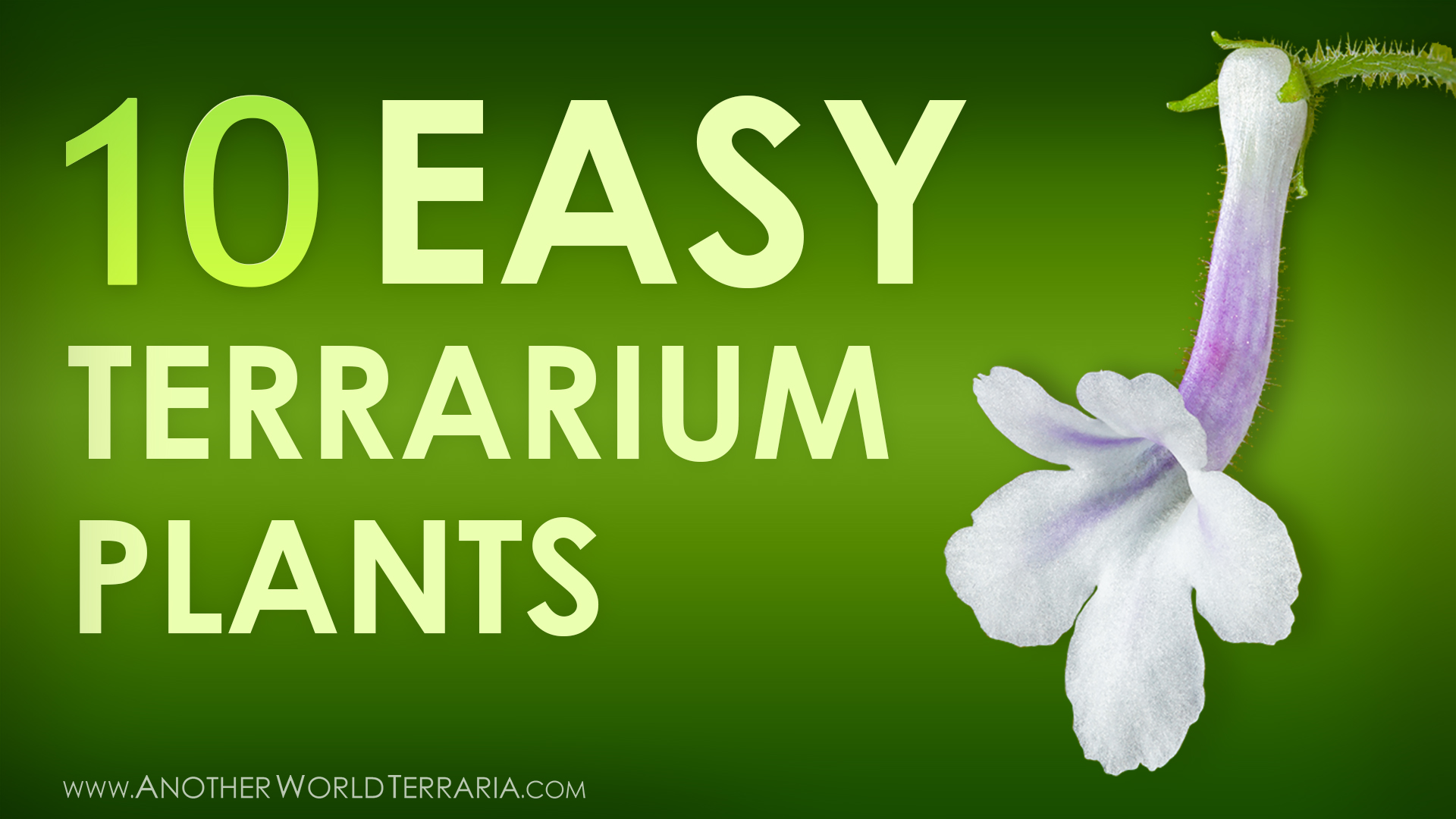 10 Easy to Grow Miniature Terrarium Plants