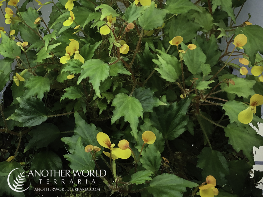 Begonia prismatocarpa in bloom