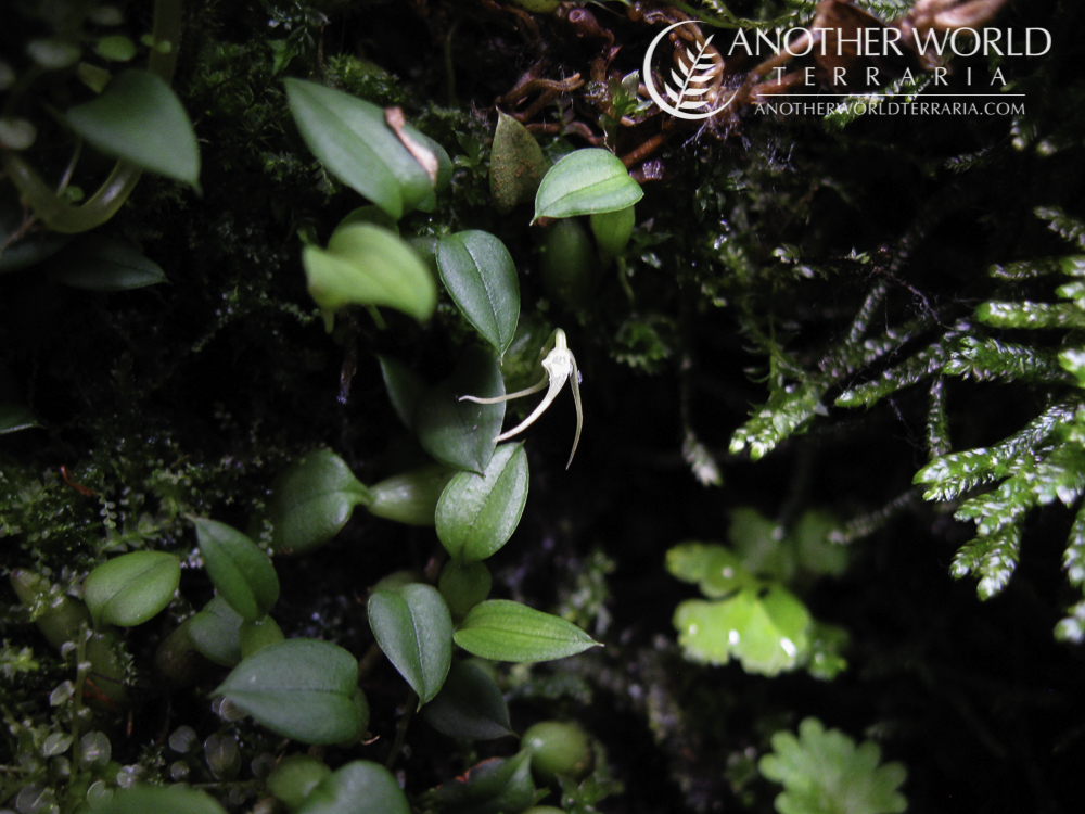 Bulbophyllum mucronatum in bloom