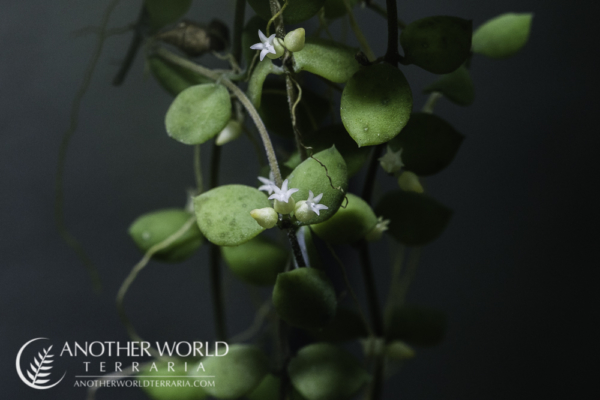 Dischidia nummularia in bloom