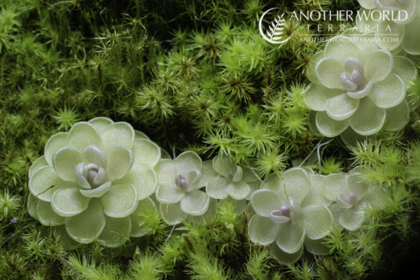 Pinguicula esseriana