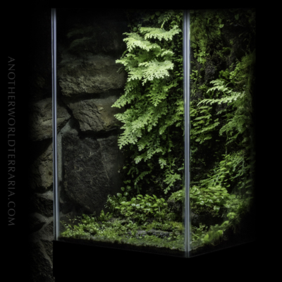 The Cliff Drip Wall Terrarium