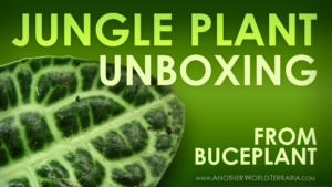 Jungle Plant Unboxing from Buceplant