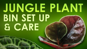 Jungle Plant Bin Setup and Care