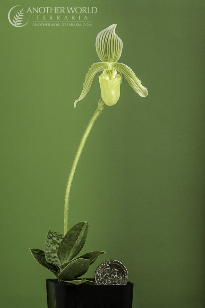 Paphiopedilum fowliei var. album, in bloom