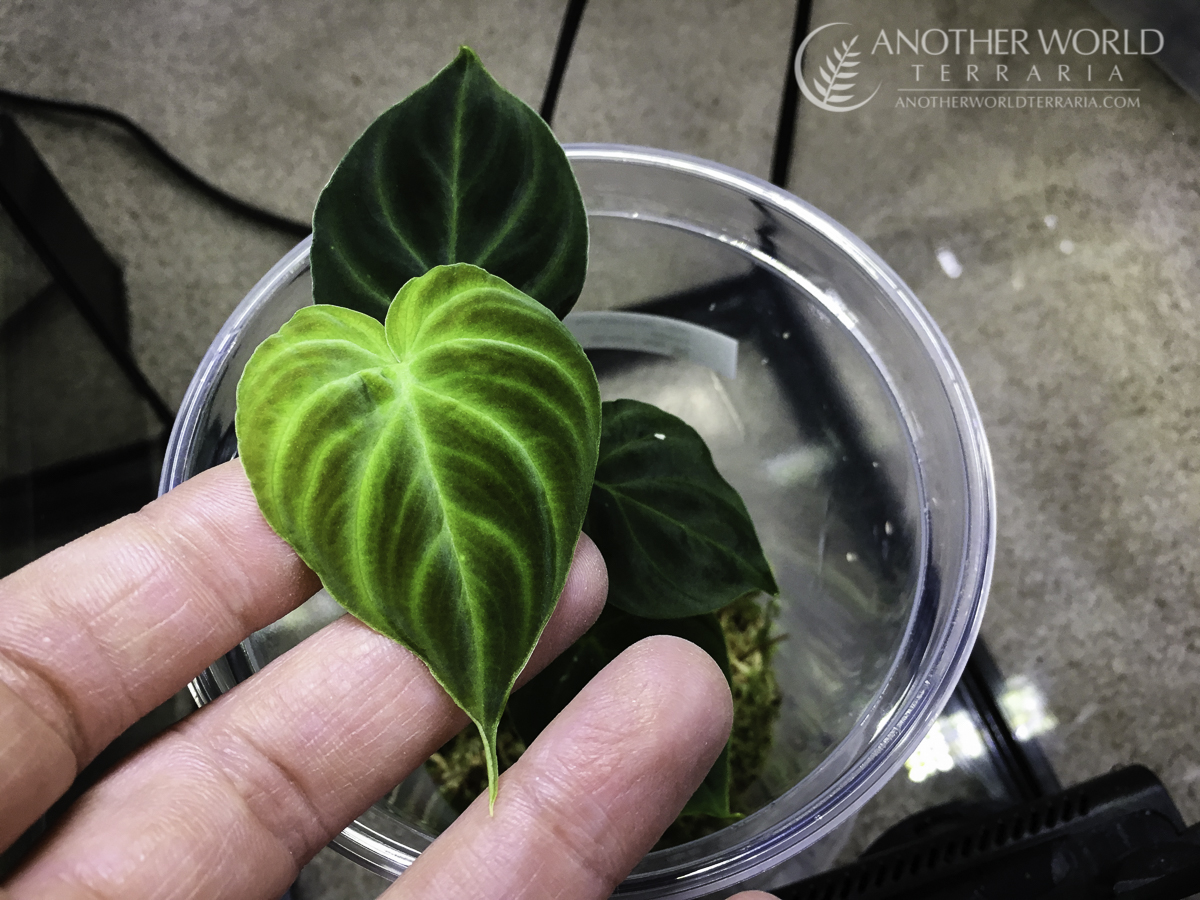 Philodendron verrucosum mini, next to fingers for scale