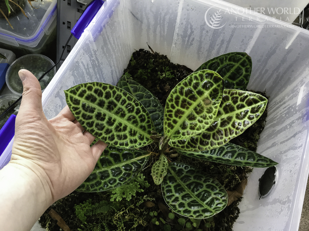 Labisia sp. Turtle Back - specimen plant in large bin, next to hand for scale