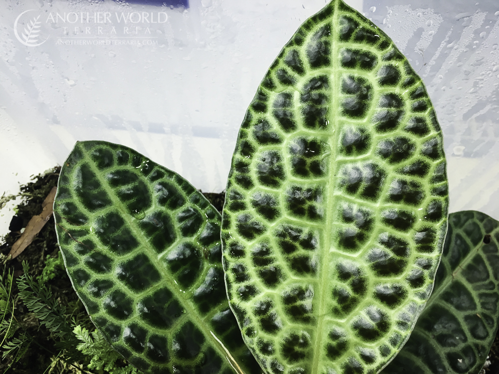 Labisia sp. Turtle Back - leaf detail