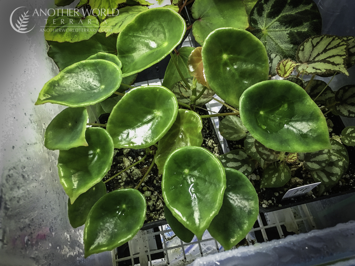 Begonia lyniceorum specimen plant