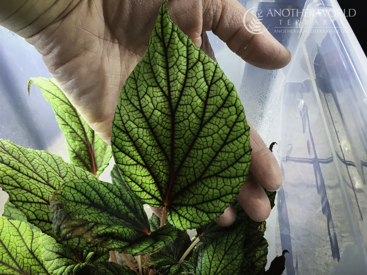 Begonia abdullahpieei leaf, in hand to show size