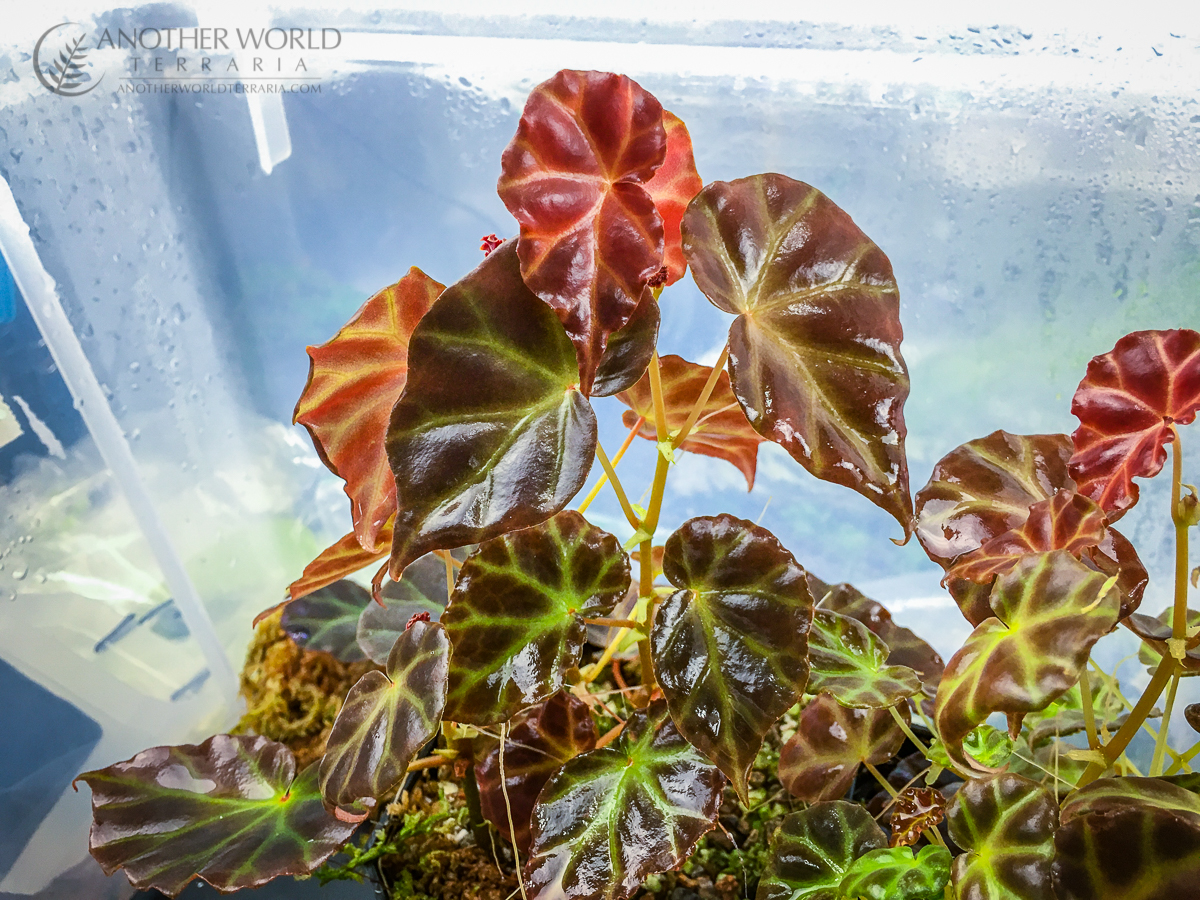 Begonia rubida
