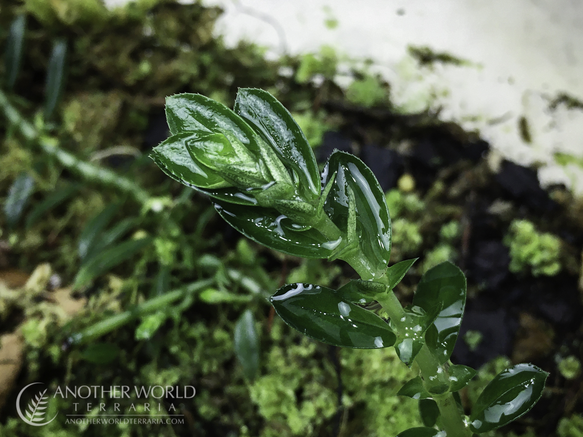 Argostemma sp. Thailand - growth tip close up