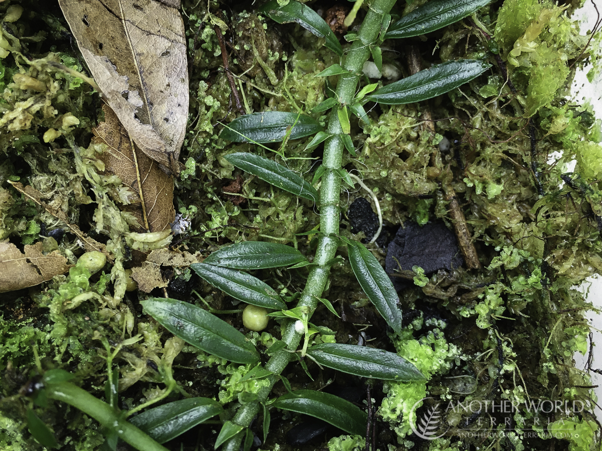Argostemma sp. Thailand - horizontal stem and leaves