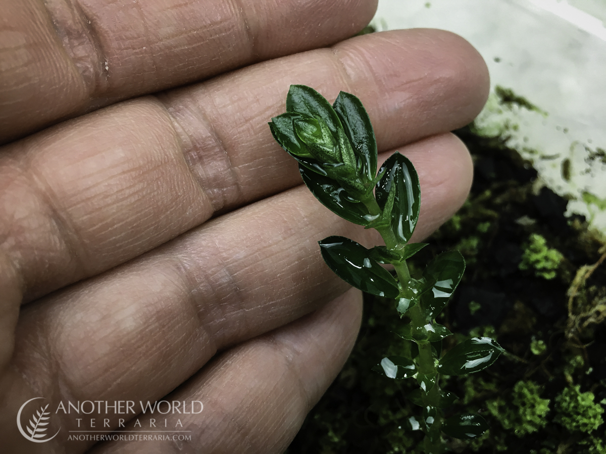 Argostemma sp. Thailand - growth tip next to fingers for scale