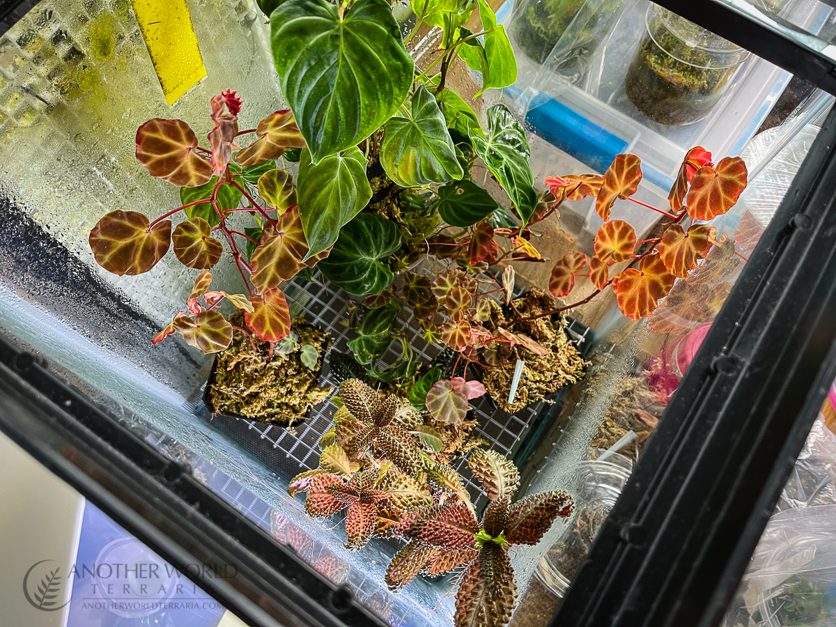 Begonia rubida growing in a glass tank with other plants