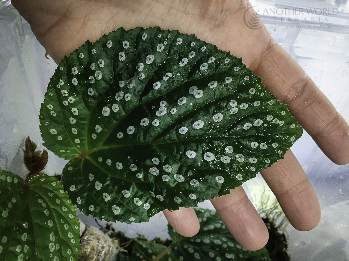 Begonia U680, leaf in hand for scale