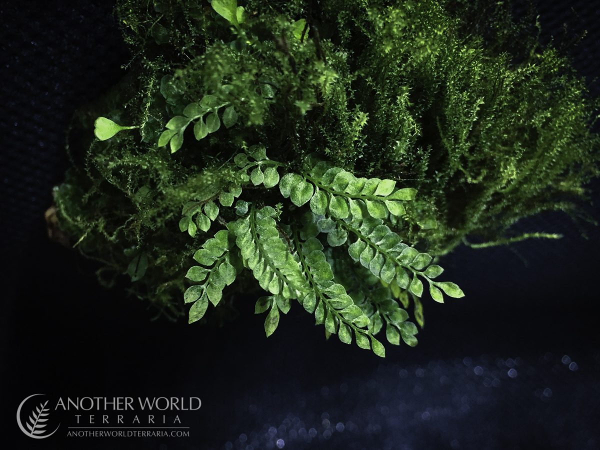 Asplenium holophlebium, specimen colony on mossy cork mount